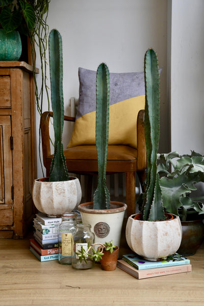 Tall Cereus Peruvianus 'Blue' (Blue Cactus)
