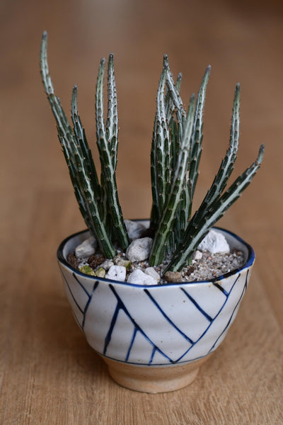 Kleinia Senecio (Stapeliiformis, Pickle Plant, Candle Stick Plant)