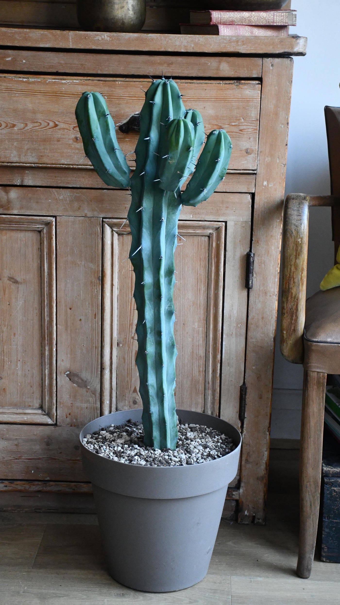 XL Mirtillocactus Geometrizans - Blue Candle *rare*