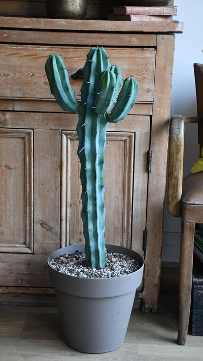 XL Mirtillocactus Geometrizans - Blue Candle *rare*