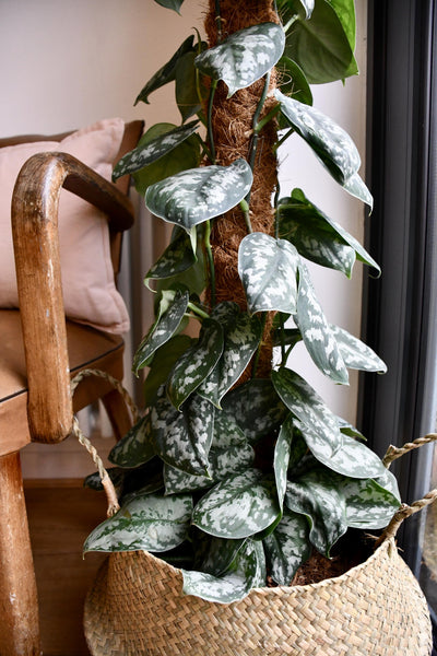 Scindapsus Pictus Trebie
