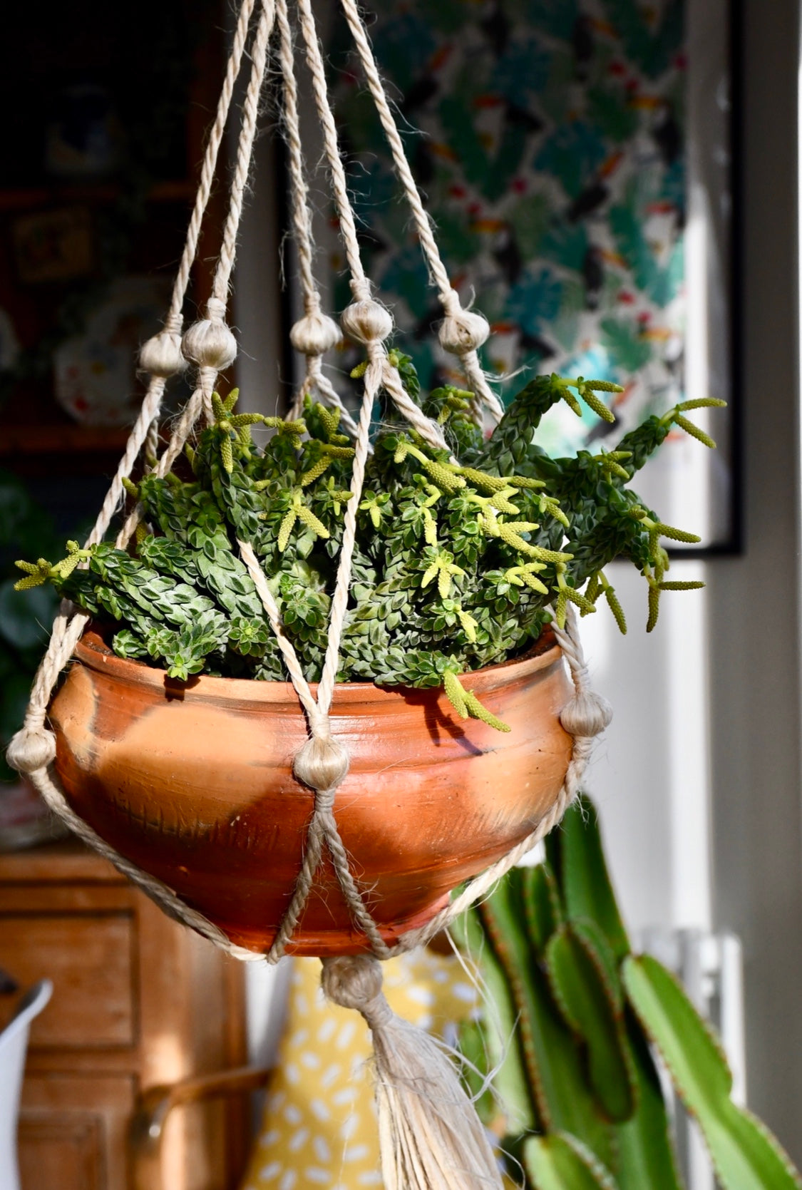 Peperomia Columella