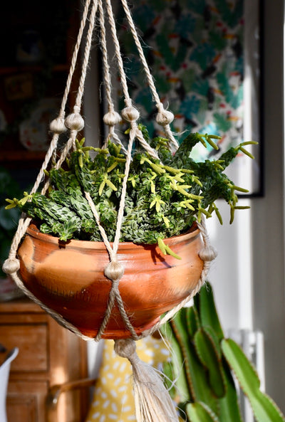 Peperomia Columella