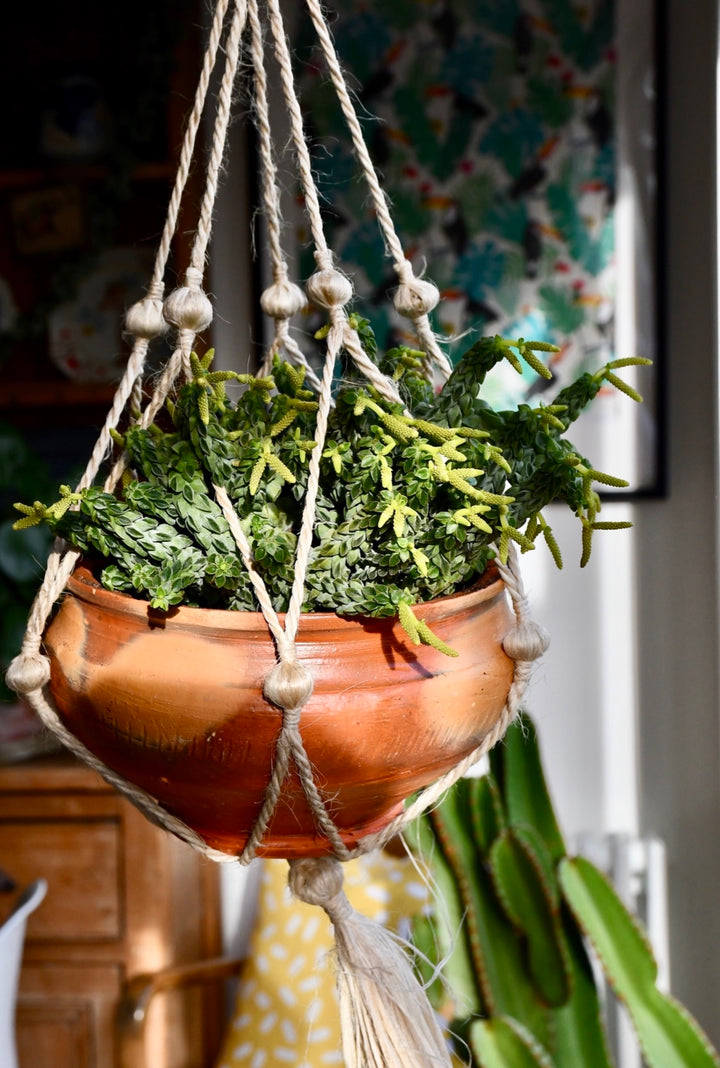 Peperomia Columella – Happy Houseplants
