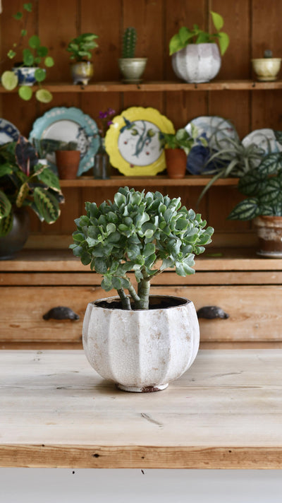 Crassula Bonsai Tree - Jade Bonsai