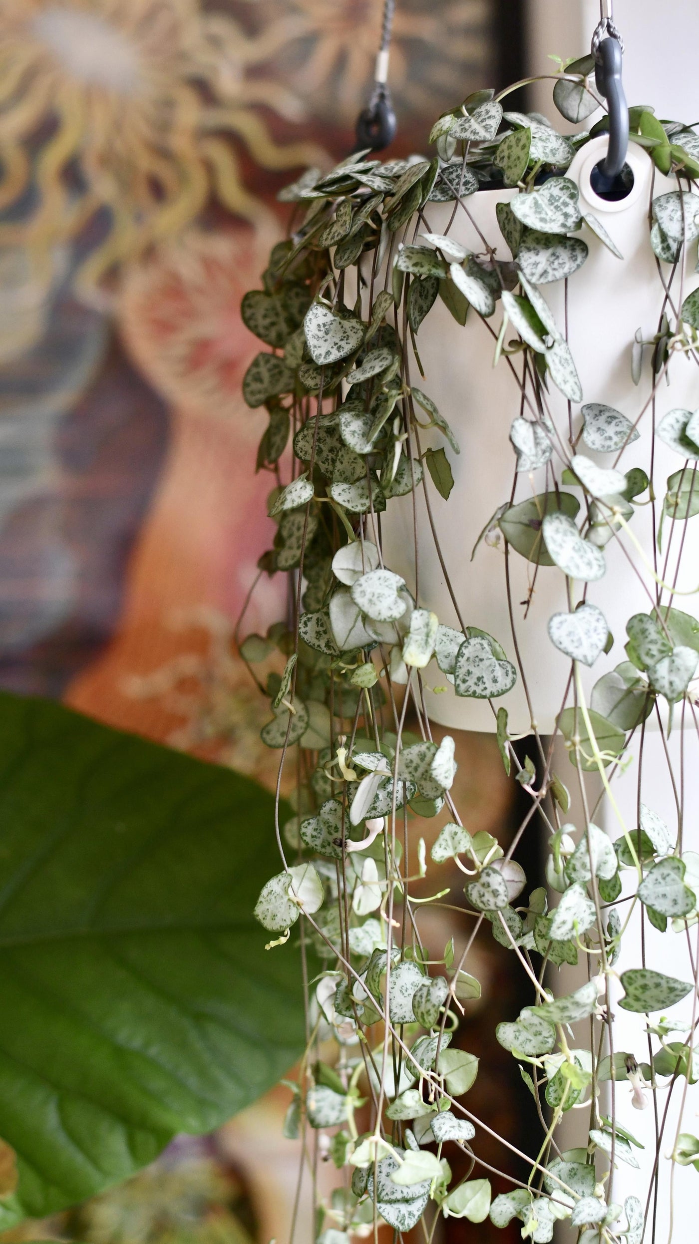 Large String of Hearts or Ceropegia woodii & Hanging Pot