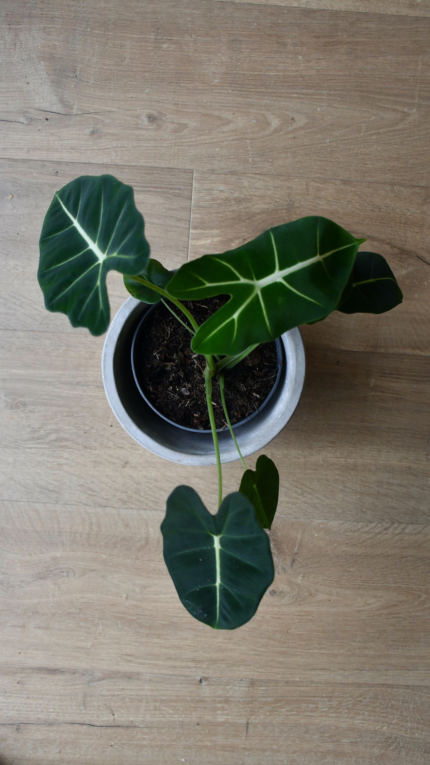 Alocasia Frydek