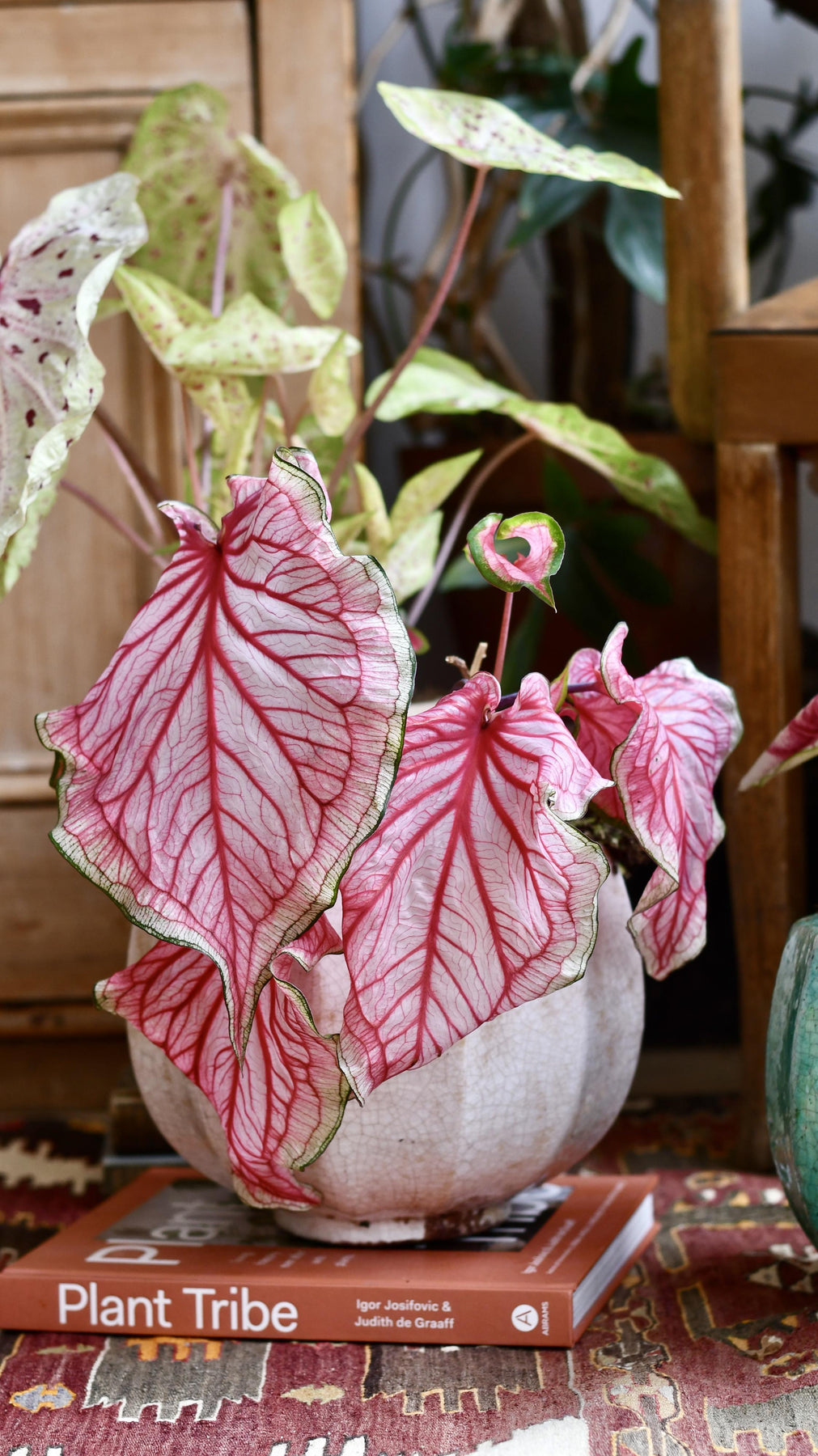 Plante D'intérieur Caladium 'Sweetheart' - Pot 12 Cm, Hauteur 25 Cm - Feuillage Rose Et Vert En Forme De Cœur - 9