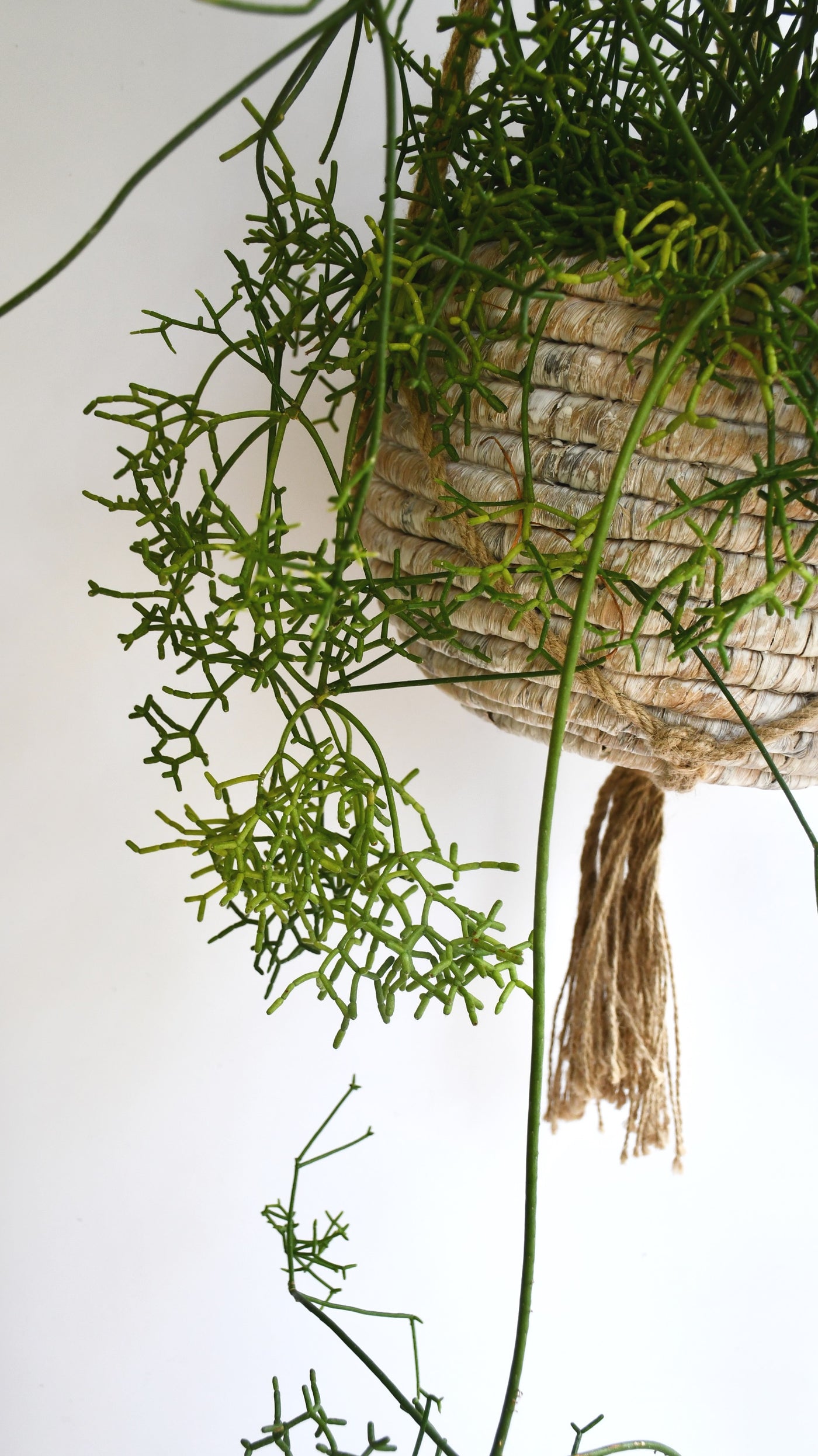 Rhipsalis baccifera