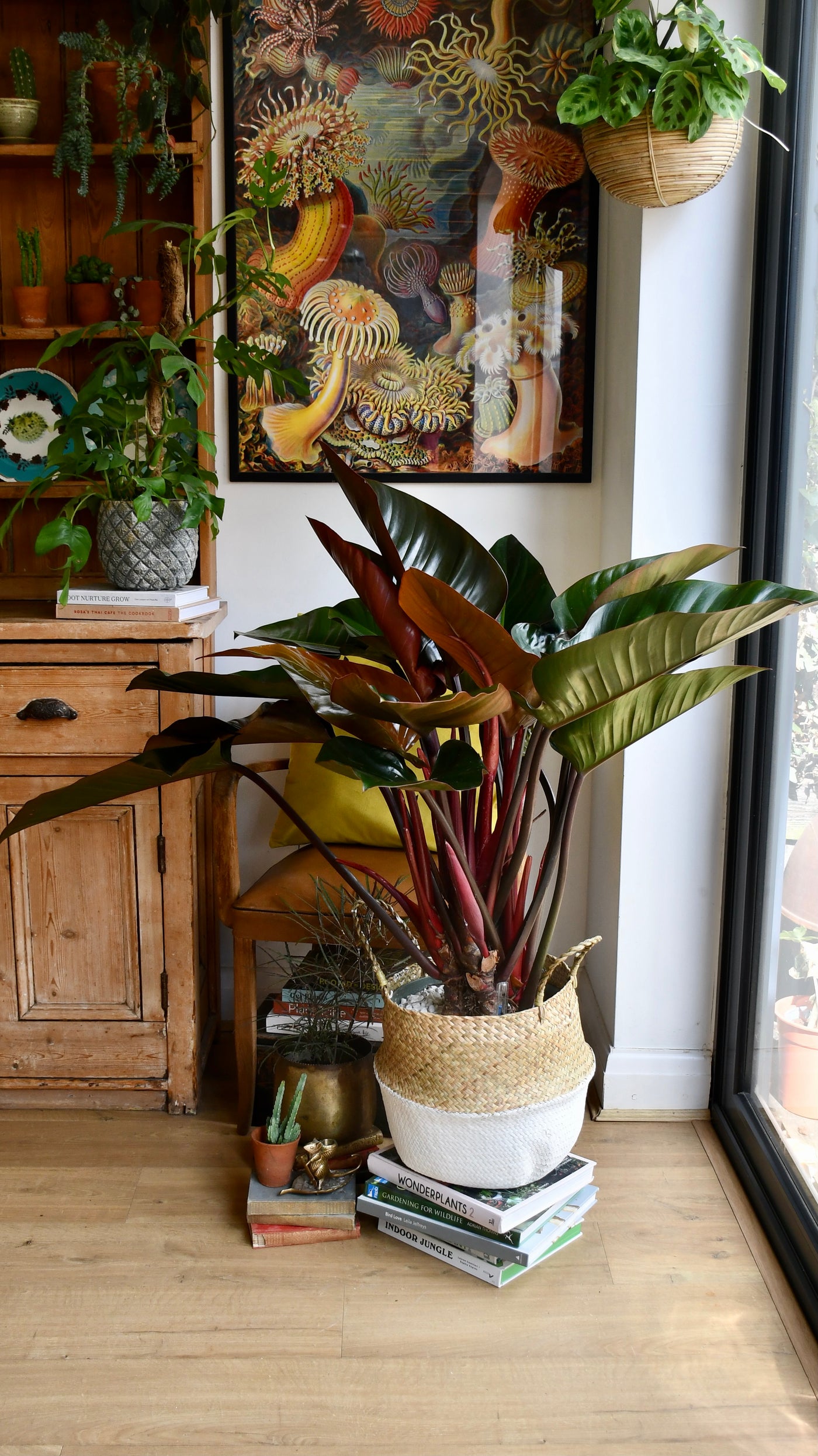houseplant red lesve philodendron Philodendron Red Beauty | Online Plants