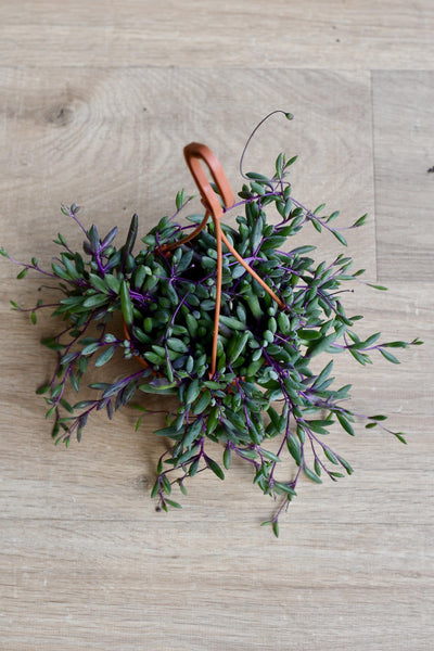 Othonna capensis (Senecio, String of Rubies, Purple Flush)