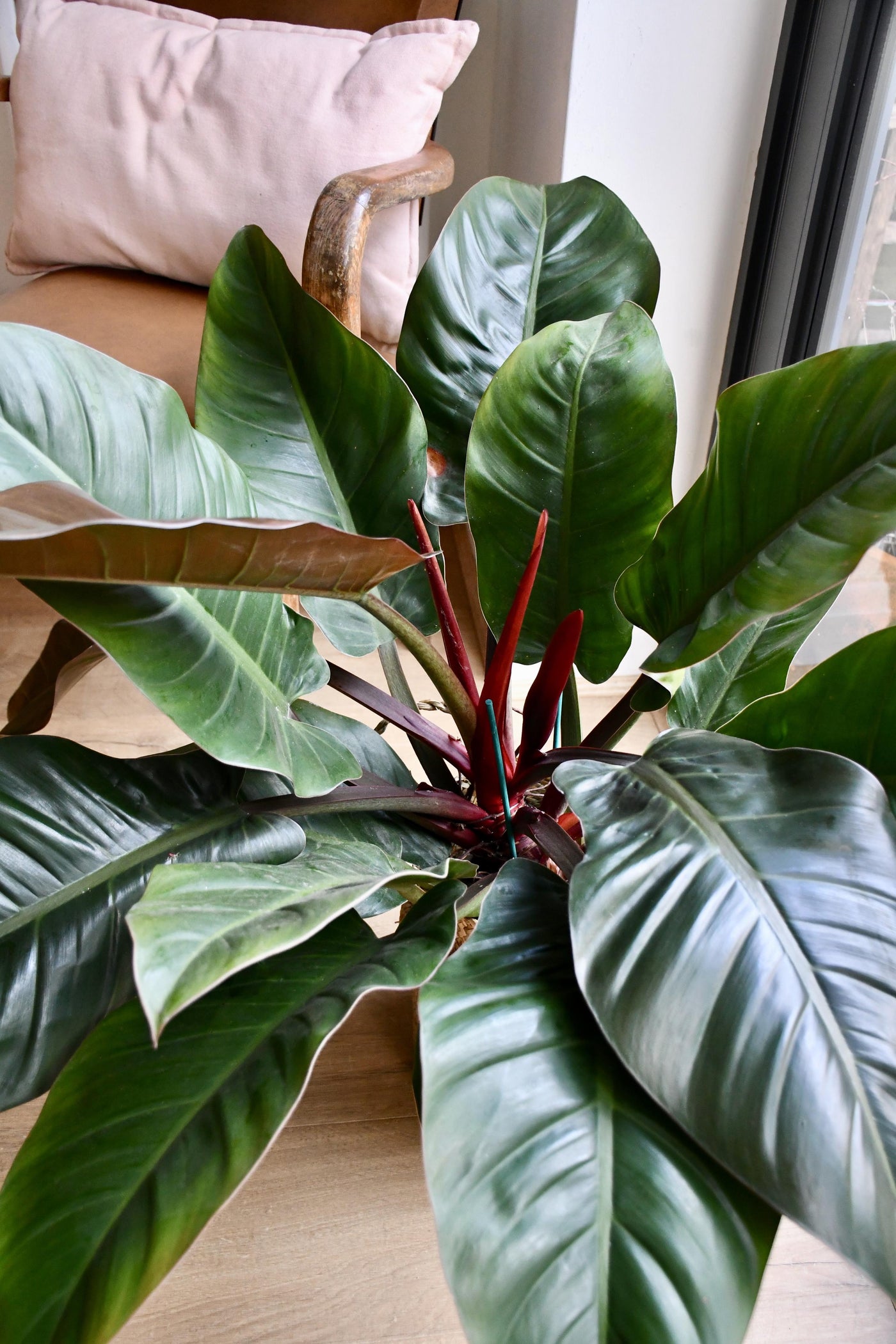 Philodendron Imperial Red