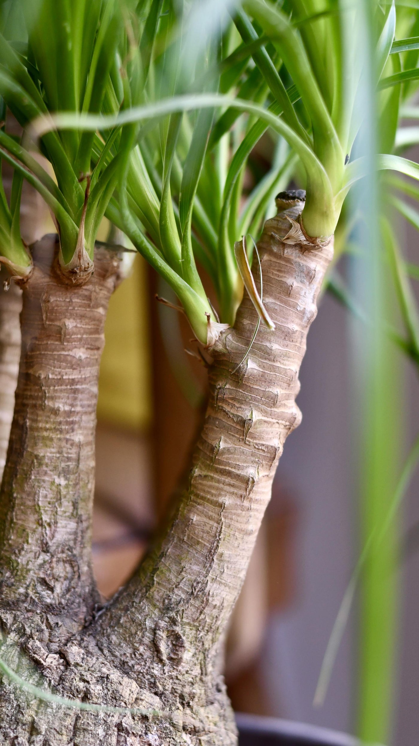 Nolina Recurvata - Ponytail Palm