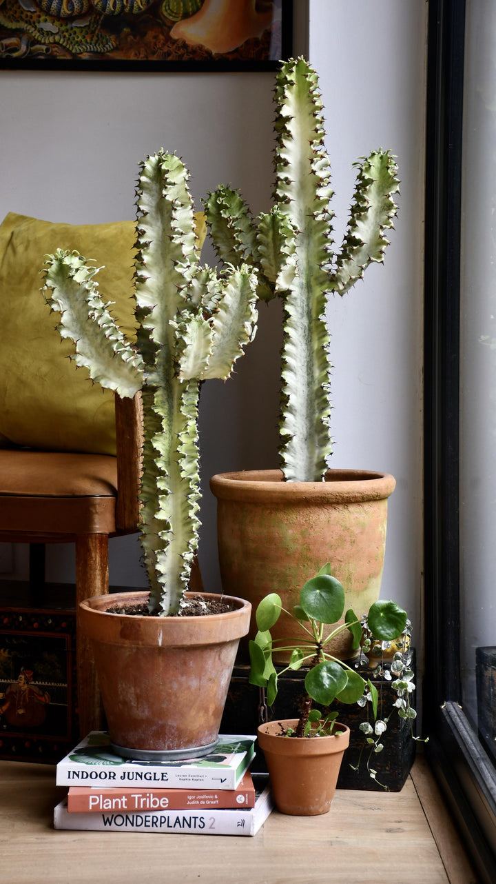 Euphorbia Erytrea Variegata | Rare Cactus