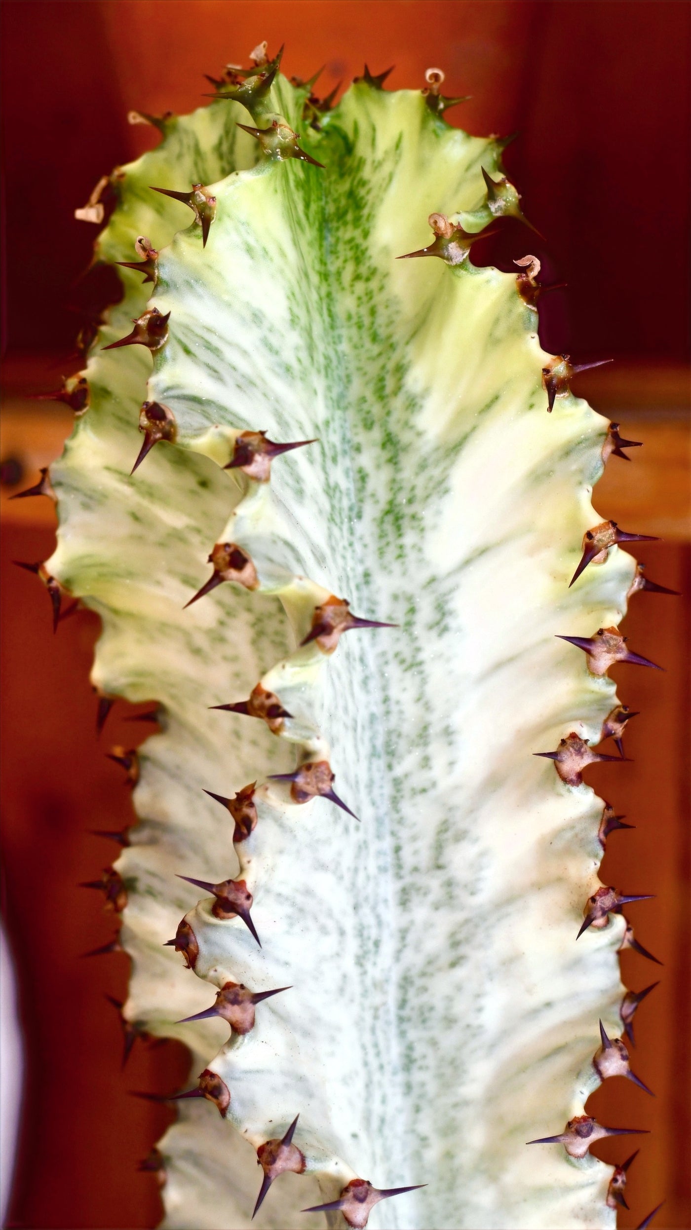 Euphorbia Ingens Variegata (Ghost Euphorbia)
