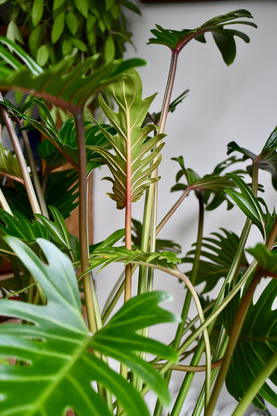 Philodendron Xanadu 'Bonsai'