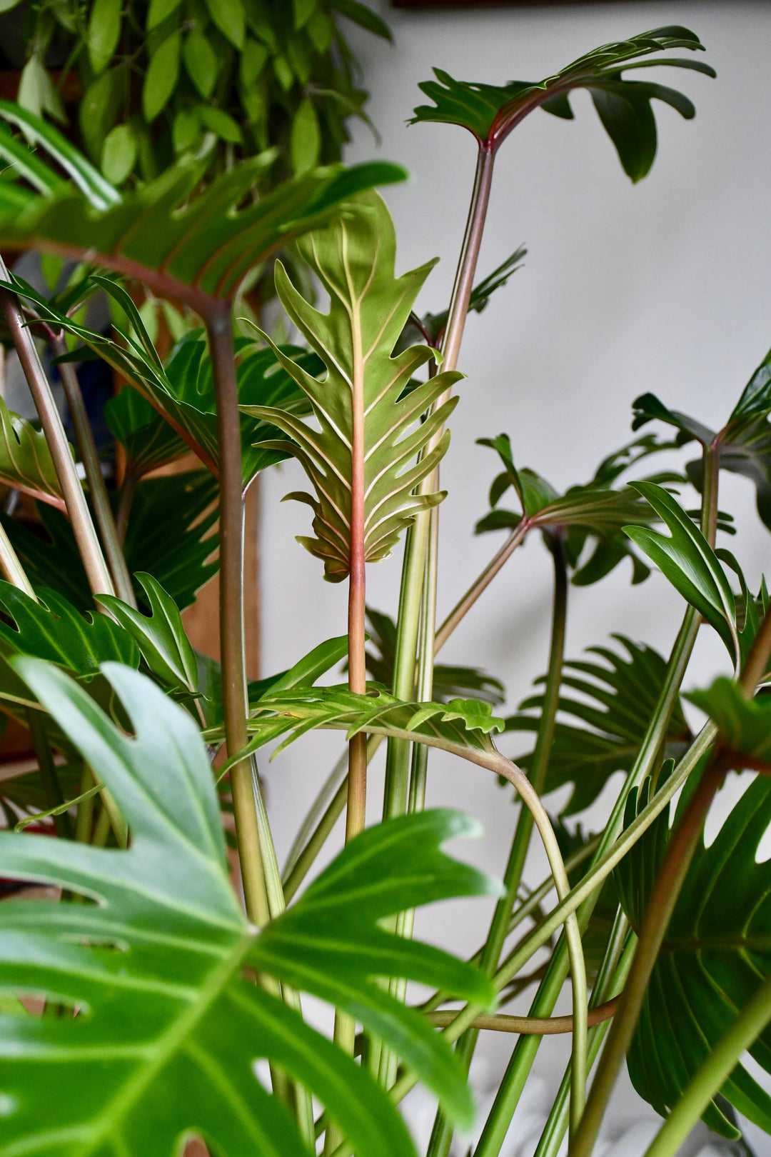 is philodendron xanadu toxic to dogs Philodendron Xanadu Plant | London