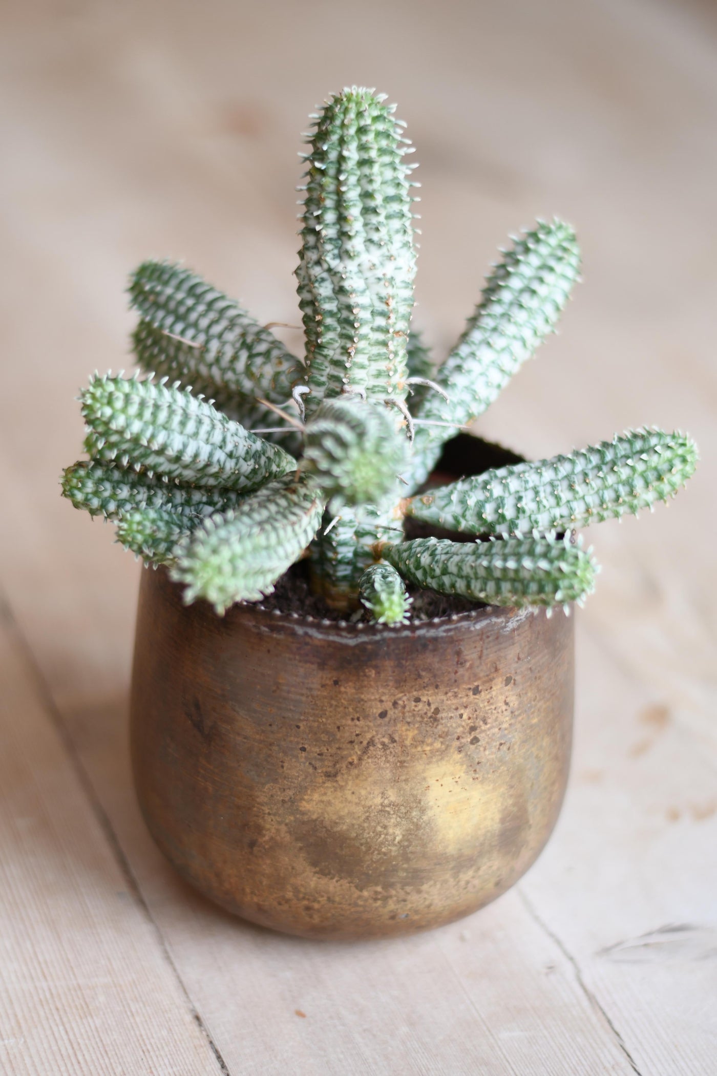 corn cob succulent Euphorbia Mammillaris variegata