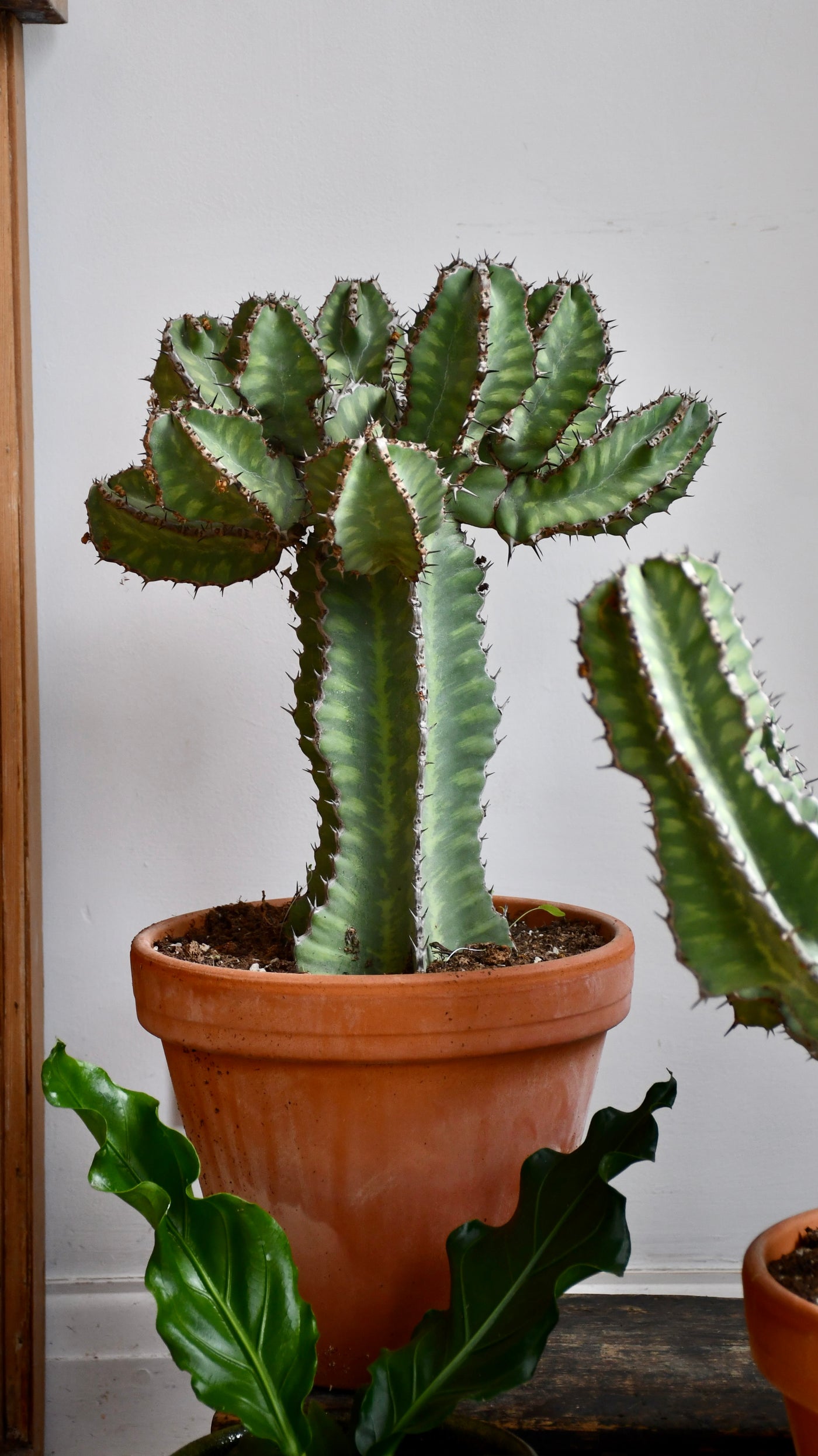 Euphorbia Cooperi