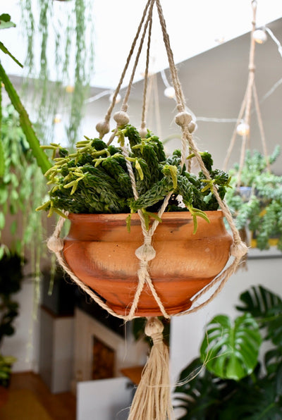 Peperomia Columella