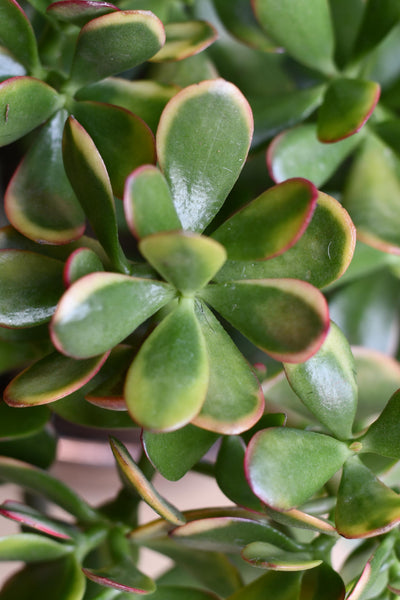 Crassula Ovata Hummels Sunset