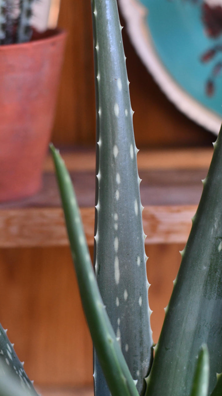 small potted aloe vera plant Small Aloe Vera Plant | Succulent Indoor Plant Delivered