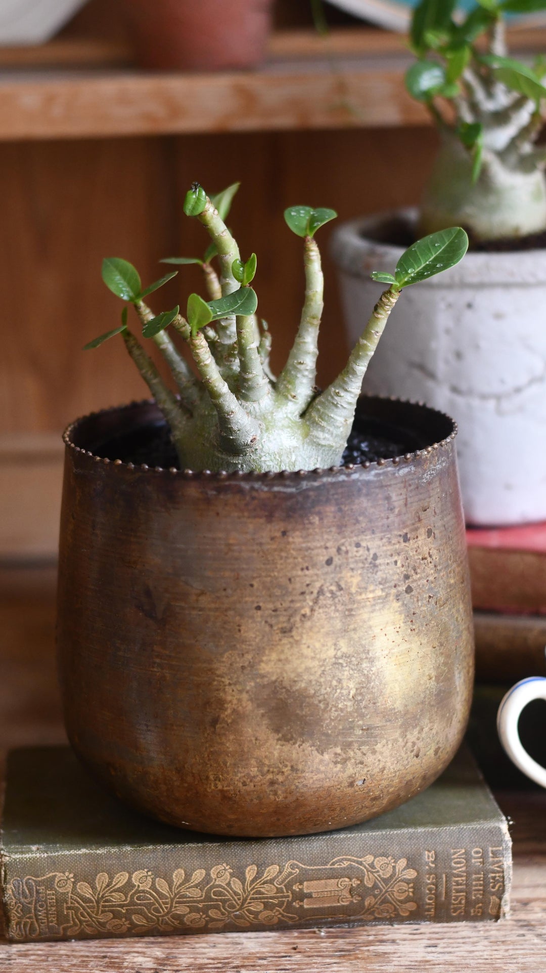 baobab succulent Small Adenium Baobab | UK Delivery