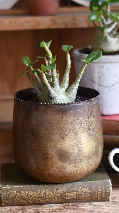 Small Adenium Baobab