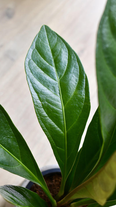 Anthurium Jungle Bush - Jungle King