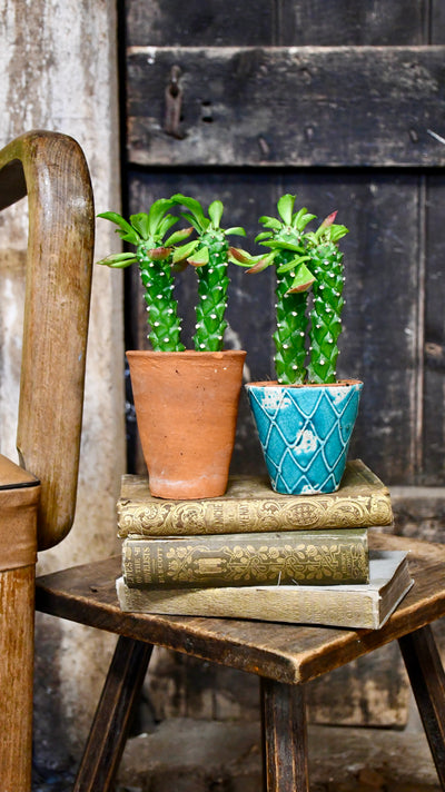 Euphorbia Neorubella | Monadenium Guentheri Baby Cactus