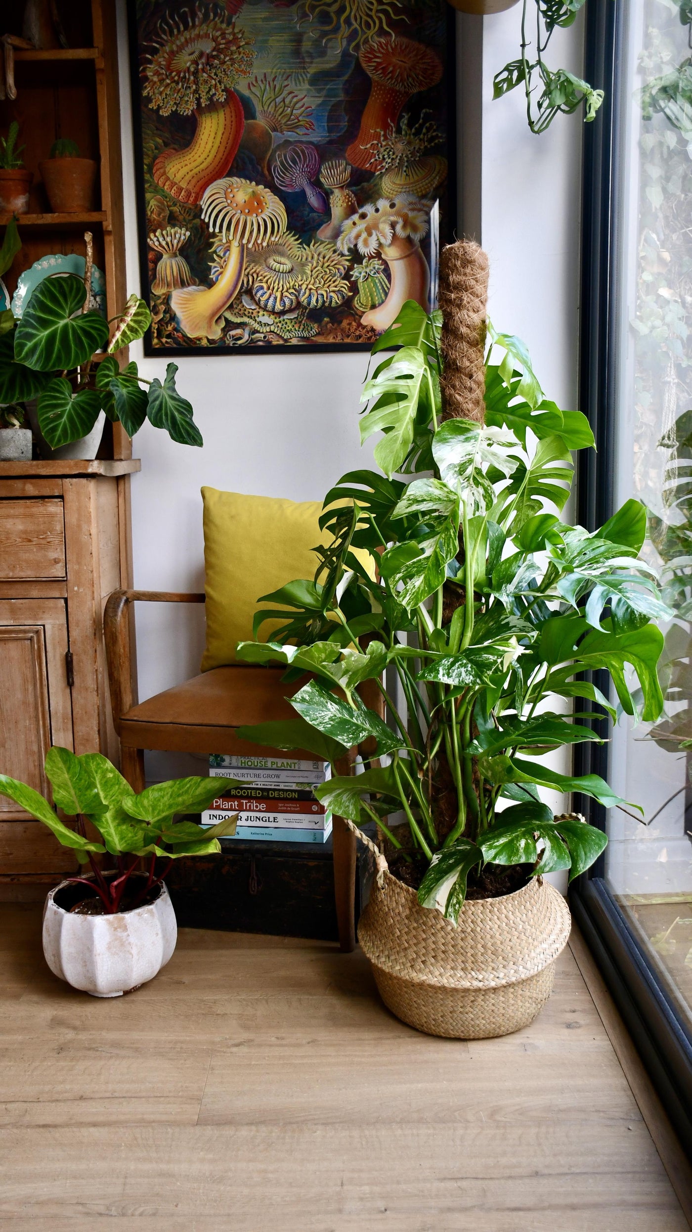 variegated house plants uk Variegated Monstera Deliciosa | Happy Houseplants
