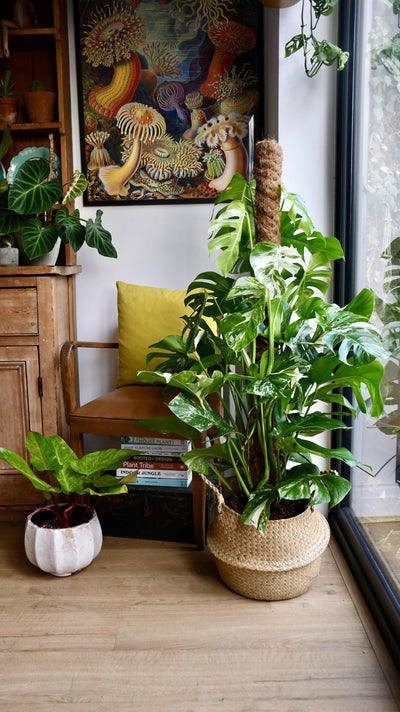 XL Variegated Monstera