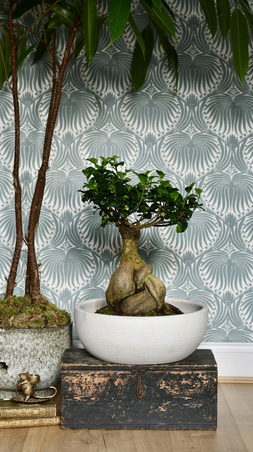 XL Ficus retusa or 'Ginseng'Bonsai Tree – Happy Houseplants