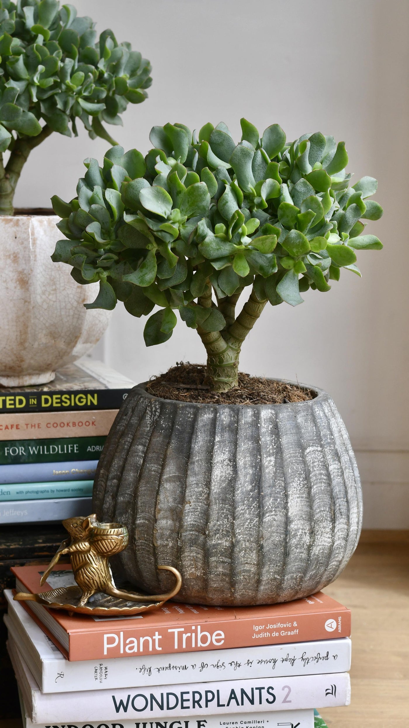 Crassula Bonsai Tree - Jade Bonsai