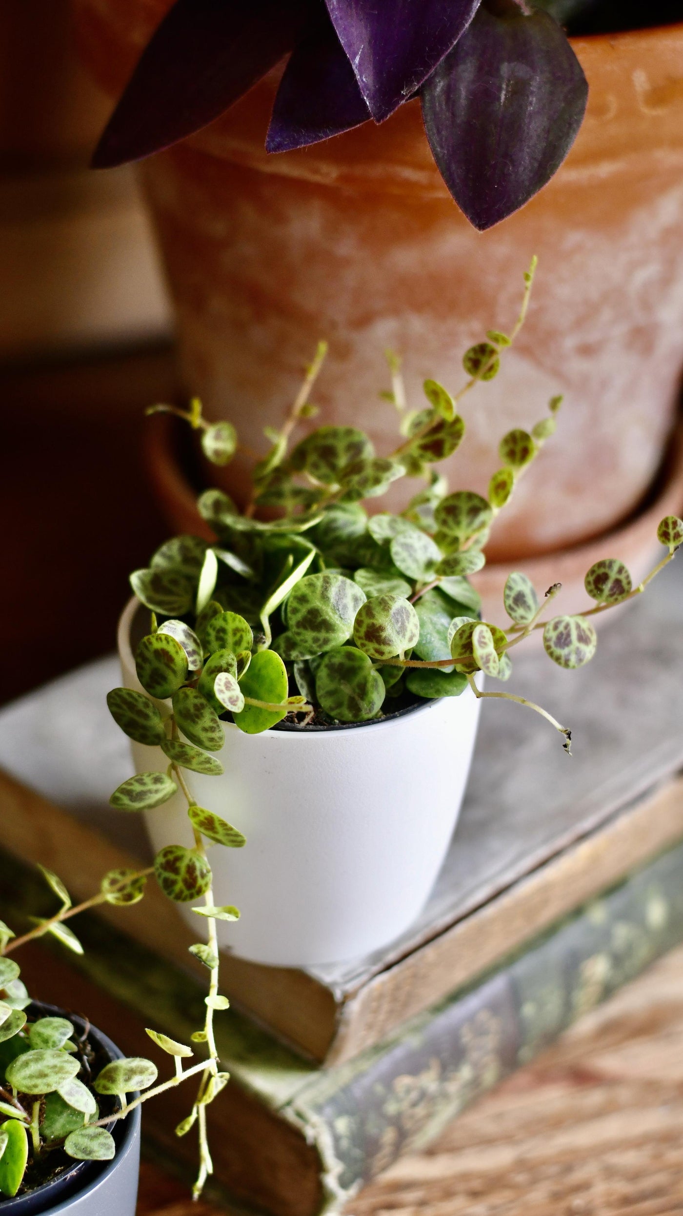 String of Turtles (Peperomia prostrata, turtles on a string)