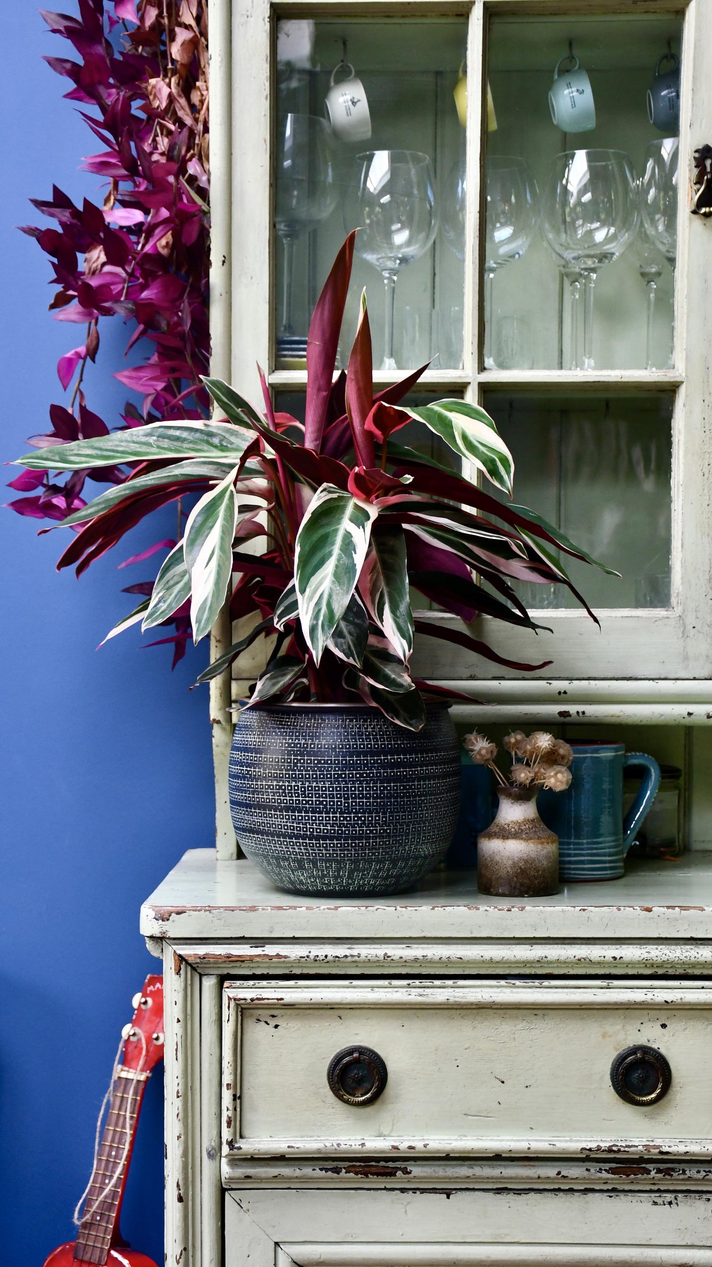 prayer plant triostar Calathea Stromanthe Triostar | Prayer Plant
