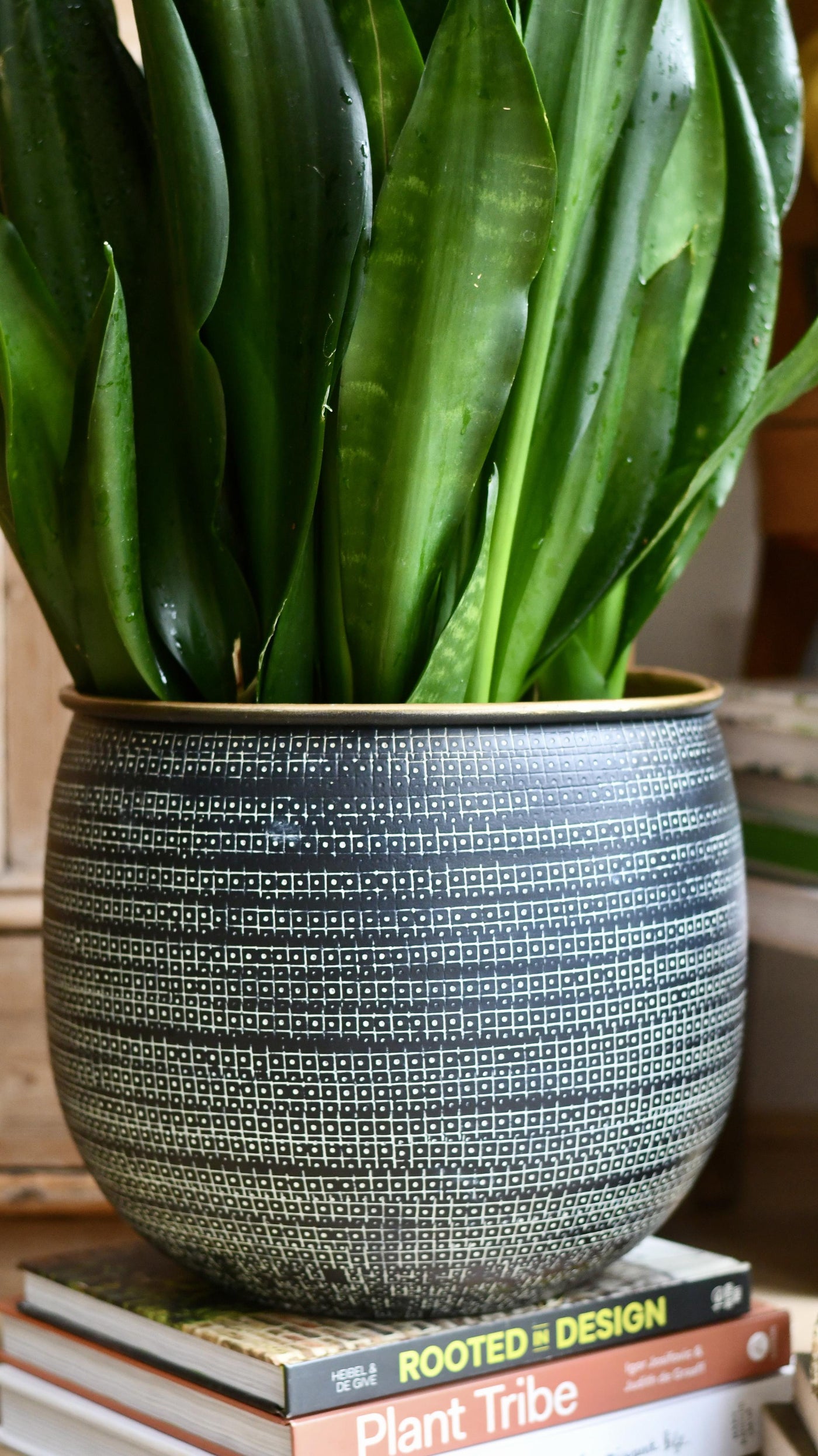 Sansevieria Trifasciata Black Dragon