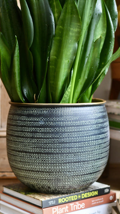 Sansevieria Trifasciata Black Dragon