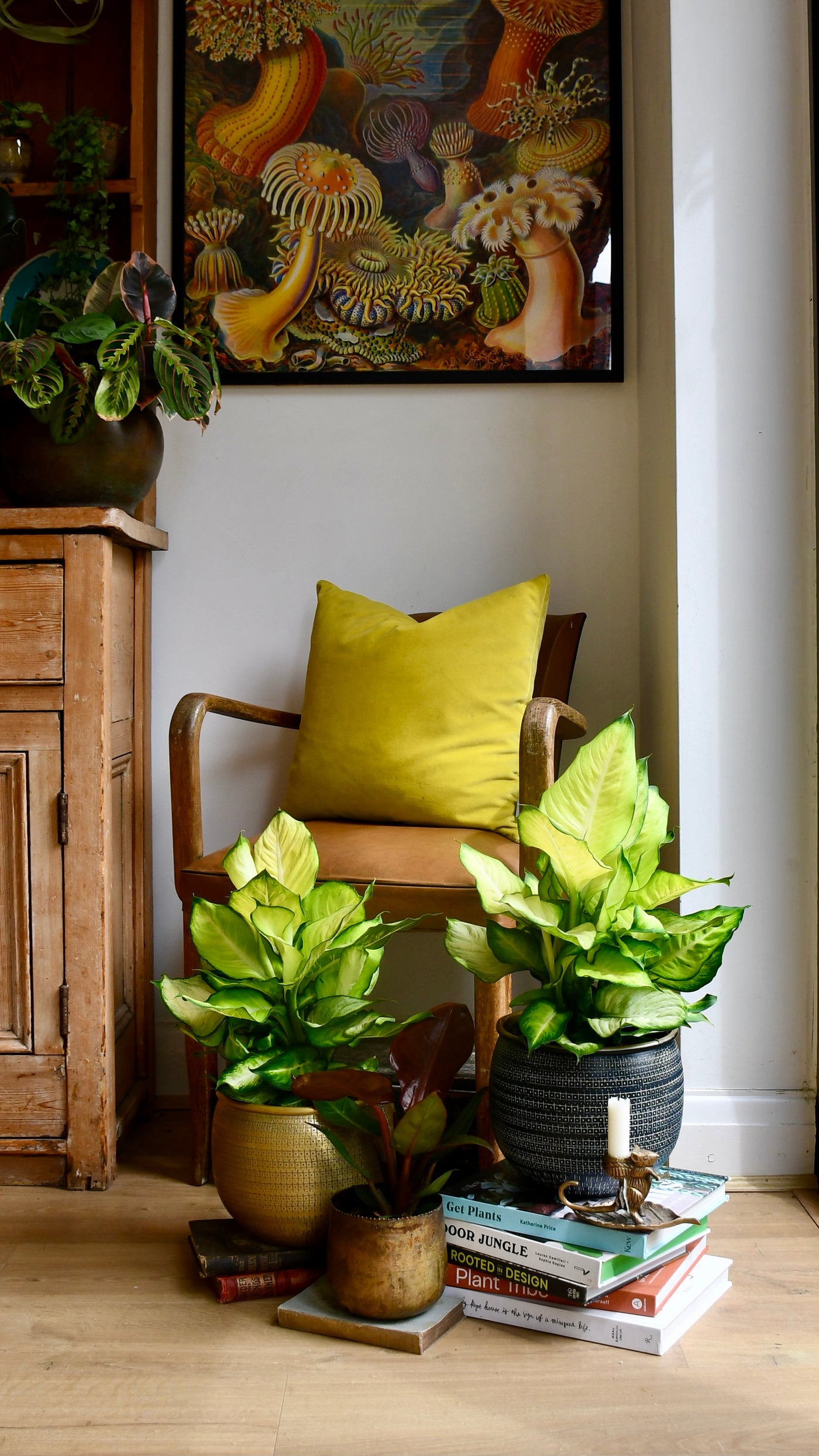 Dieffenbachia Summer (Dumb cane or Leopard Lily)