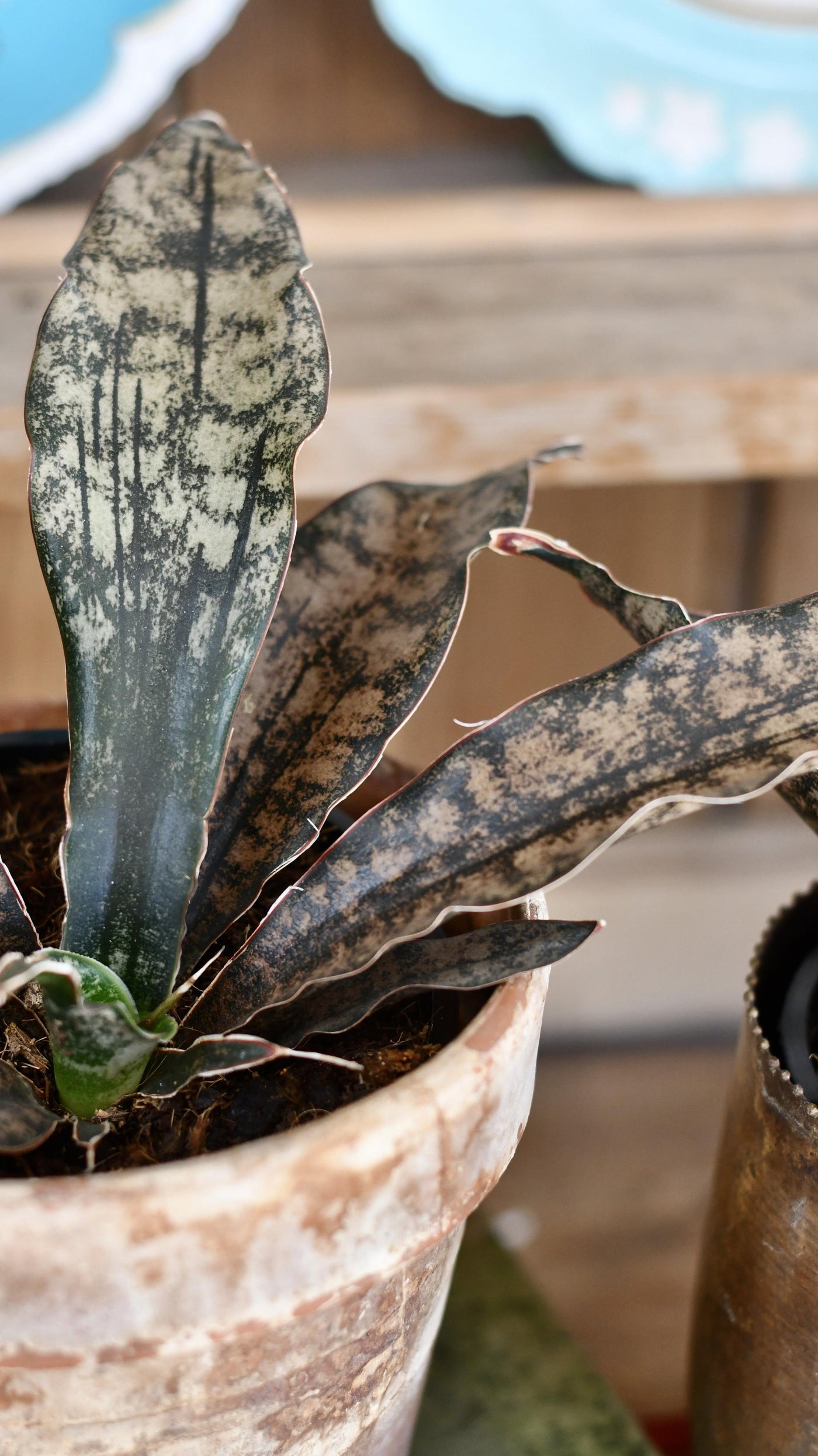 Sansevieria Kirkii Coppertone *Rare*
