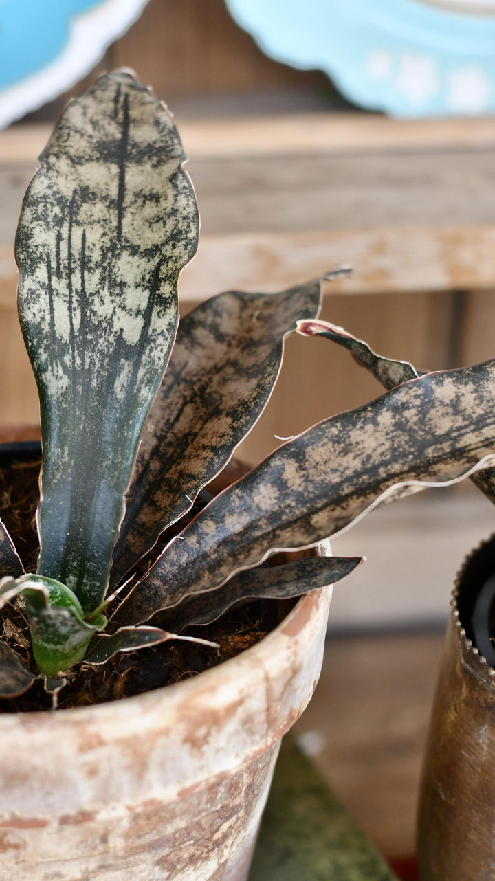 sansevieria kirkii coppertone Sansevieria Kirkii Coppertone | Rare Houseplants