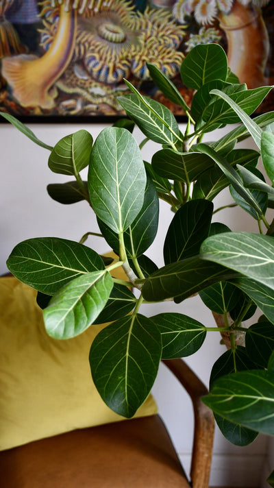 Ficus benghalensis Audrey (Bengal Fig)