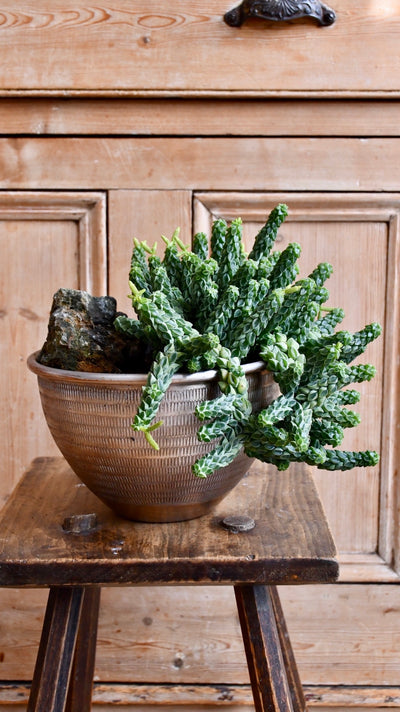 Peperomia Columella