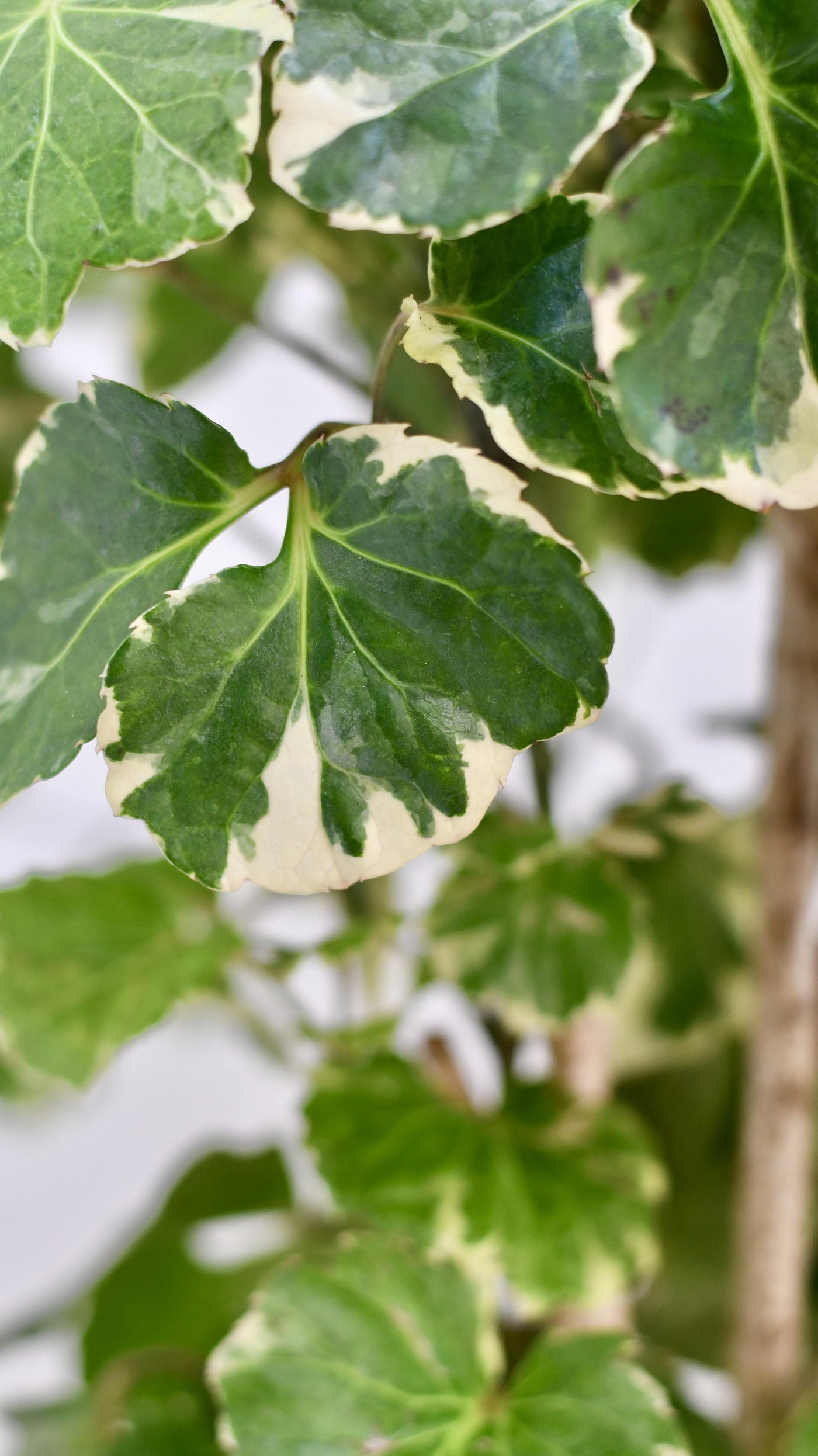 Polyscias Balfouriana | Aralia Balfour