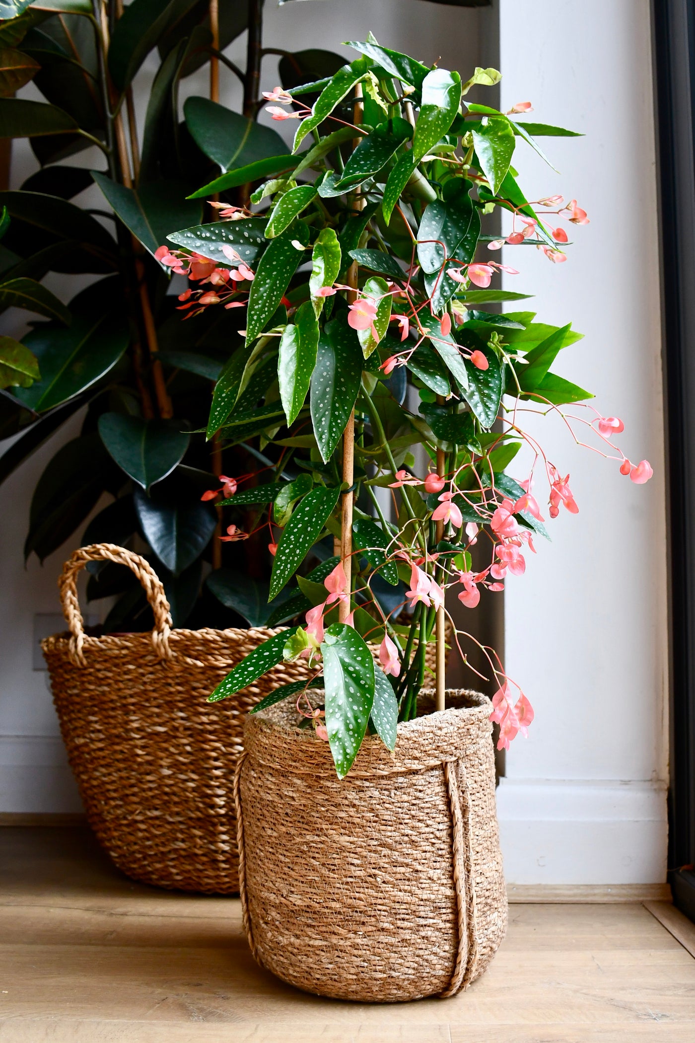 Begonia Coccinea (Angel wing Begonia)