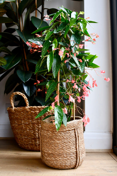 Begonia Coccinea (Angel wing Begonia)