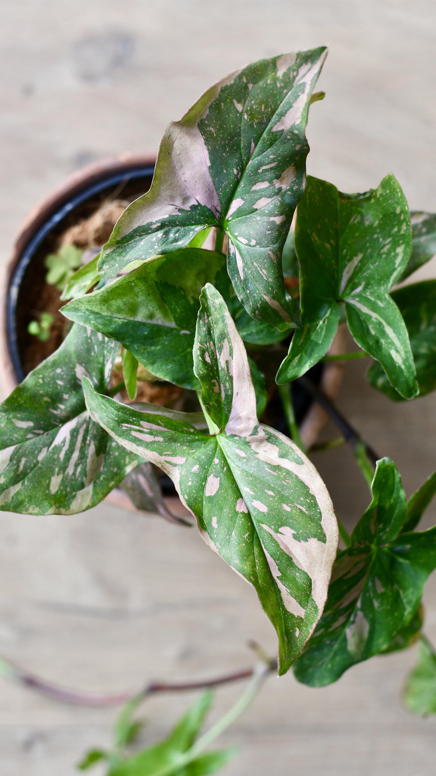 Syngonium Podophyllum Pink Splash or Red Spot