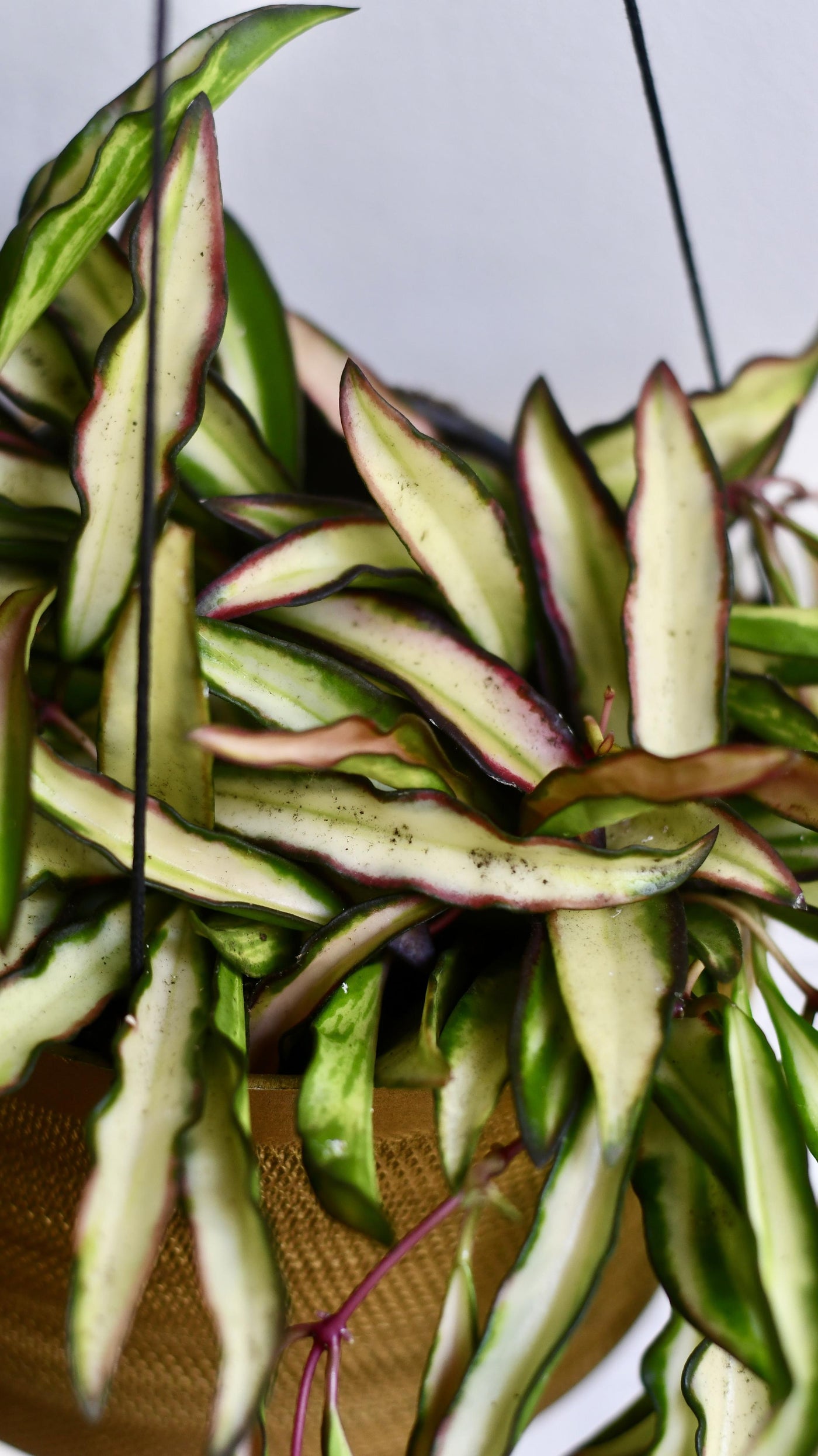 Hoya Wayetti Tricolour