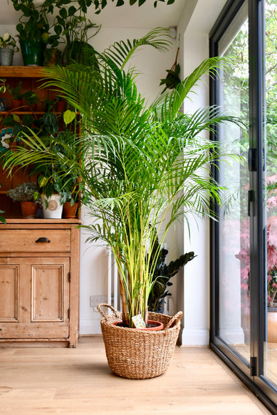 Dypsis lutescens (Areca Palm, Butterfly Palm)