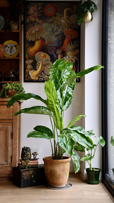 Split-Leaf Cyclanthus (Cyclanthus Bipartitus)